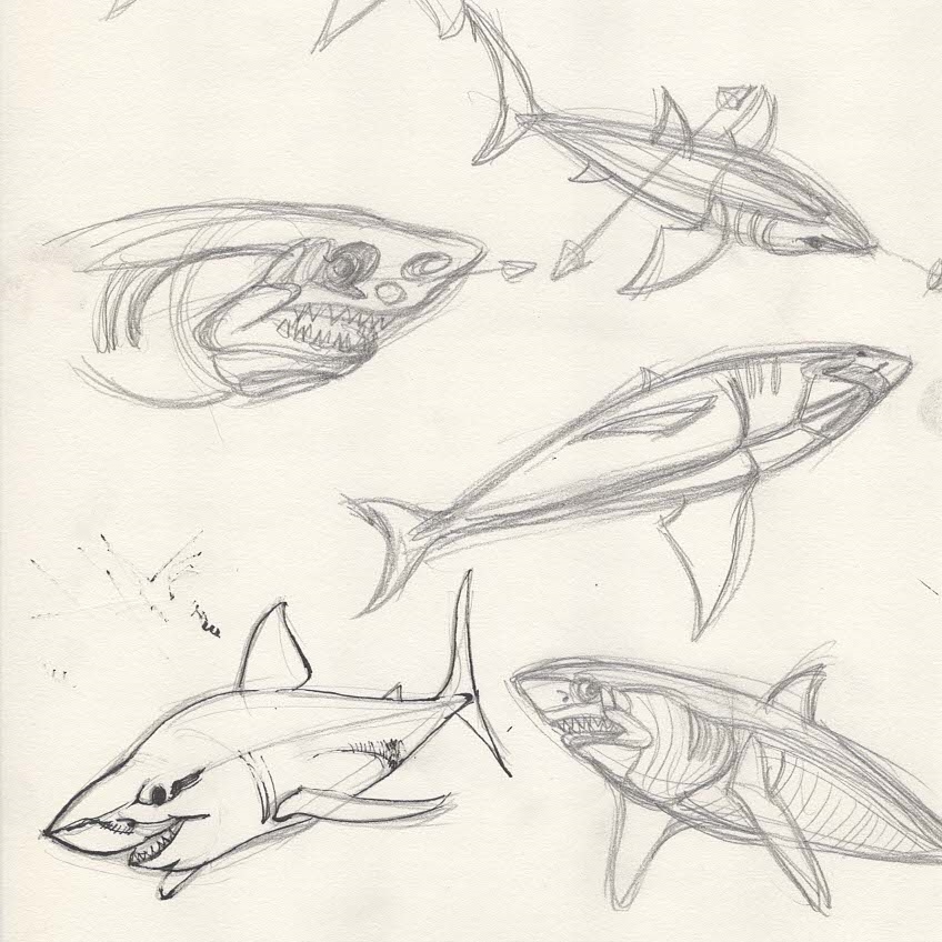 Shark Sketch1