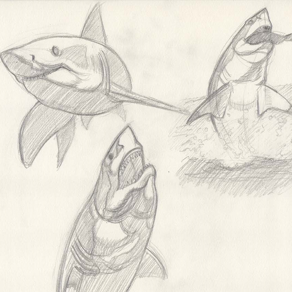 Shark Sketch2